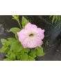 Petunia, Pink and Purple Mix Seeds (Certified Organic)