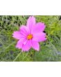 Cosmos 'Seashells' Seeds (Certified Organic)