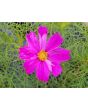 Cosmos 'Seashells' Seeds (Certified Organic)