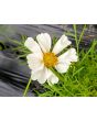 Cosmos 'Seashells' Seeds (Certified Organic)