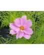Cosmos 'Seashells' Seeds (Certified Organic)