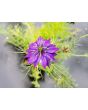 Love-in-a-Mist Mix Seeds (Certified Organic)