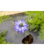 Love-in-a-Mist Mix Seeds (Certified Organic)
