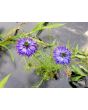 Love-in-a-Mist Mix Seeds (Certified Organic)