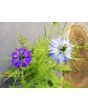Love-in-a-Mist Mix Seeds (Certified Organic)