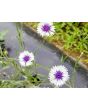 Bachelor's Button 'Classic Fantastic'