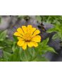Zinnia 'Canary Bird' Seeds (Certified Organic)