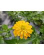 Zinnia 'Canary Bird' Seeds (Certified Organic)