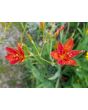 Orange Blackberry Lily