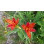 Orange Blackberry Lily