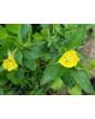 Common Evening Primrose Seeds (Certified Organic)