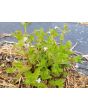 Indian Tobacco AKA Bladderpod Seeds (Certified Organic)