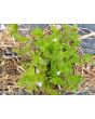 Indian Tobacco AKA Bladderpod Seeds (Certified Organic)