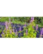 Lavender Hyssop 'Blue Licorice'
