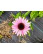 Purple Coneflower