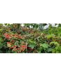 Wild Blackberry Seeds (Certified Organic)