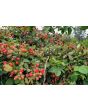 Wild Blackberry Seeds (Certified Organic)