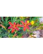 Orange Blackberry Lily