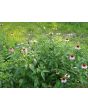 Purple Coneflower