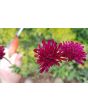 Cherry Red Scabiosa Seeds (Certified Organic) Knautia macedonica 