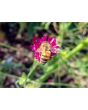 Cherry Red Scabiosa Seeds (Certified Organic) Knautia macedonica 