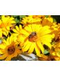 Ox-Eye Sunflower