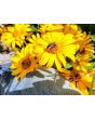 Ox-Eye Sunflower