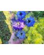 Love-in-a-Mist Mix Seeds (Certified Organic)