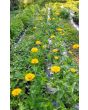 Zinnia 'Canary Bird' Seeds (Certified Organic)
