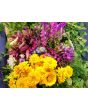 Zinnia 'Canary Bird' Seeds (Certified Organic)