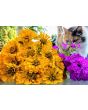 Zinnia 'Canary Bird' Seeds (Certified Organic)