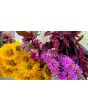 Zinnia 'Canary Bird' Seeds (Certified Organic)