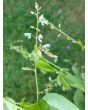 Showy Tick Trefoil Seeds (Certified Organic)