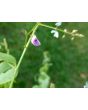 Showy Tick Trefoil Seeds (Certified Organic)