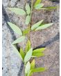 Showy Tick Trefoil Seeds (Certified Organic)