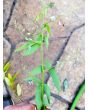 Showy Tick Trefoil Seeds (Certified Organic)