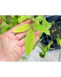 Showy Tick Trefoil Seeds (Certified Organic)