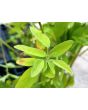 Showy Tick Trefoil Seeds (Certified Organic)