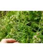 Italian Oregano