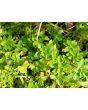 Italian Oregano