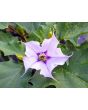 Datura AKA Devil’s Trumpet 'Le Fleur Lilac' Seeds (Certified Organic)