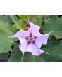 Datura AKA Devil’s Trumpet 'Le Fleur Lilac' Seeds (Certified Organic)