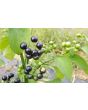 Garden Huckleberry Seeds (Certified Organic)
