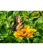 Zinnia 'Canary Bird' Seeds (Certified Organic)