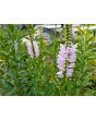 Obedient  Plant
