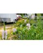 Obedient  Plant