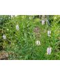 Obedient  Plant