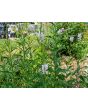 Obedient  Plant