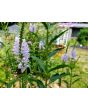 Obedient  Plant