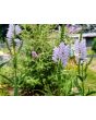 Obedient  Plant